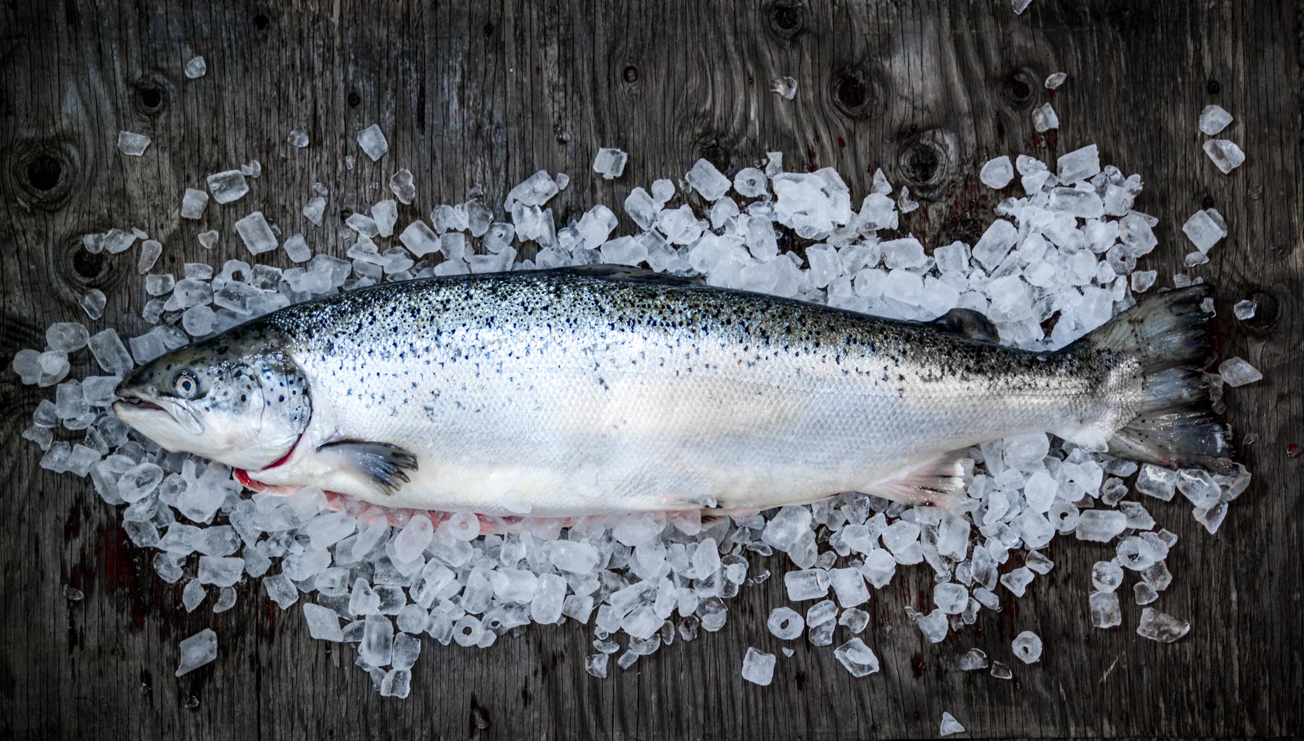 Whole Fresh Farmed Salmon on Bed of Ice on Rustic Wood